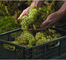 Waitrose Celebrates English 
Wine Week