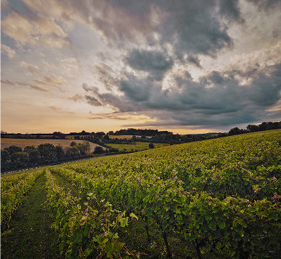 Waitrose Farm (Leckford)
