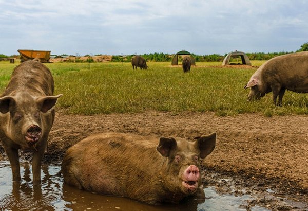 Image of Pigs keep their cool this summer