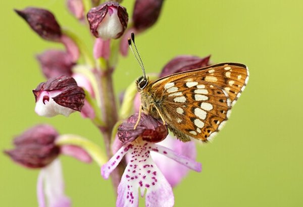 Image of John Lewis Partnership announces partnership with WWF