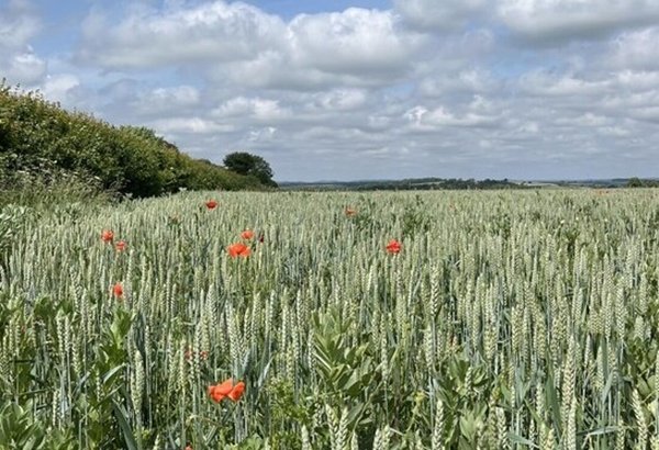 Image of Waitrose backs British farmers to introduce low carbon farming projects