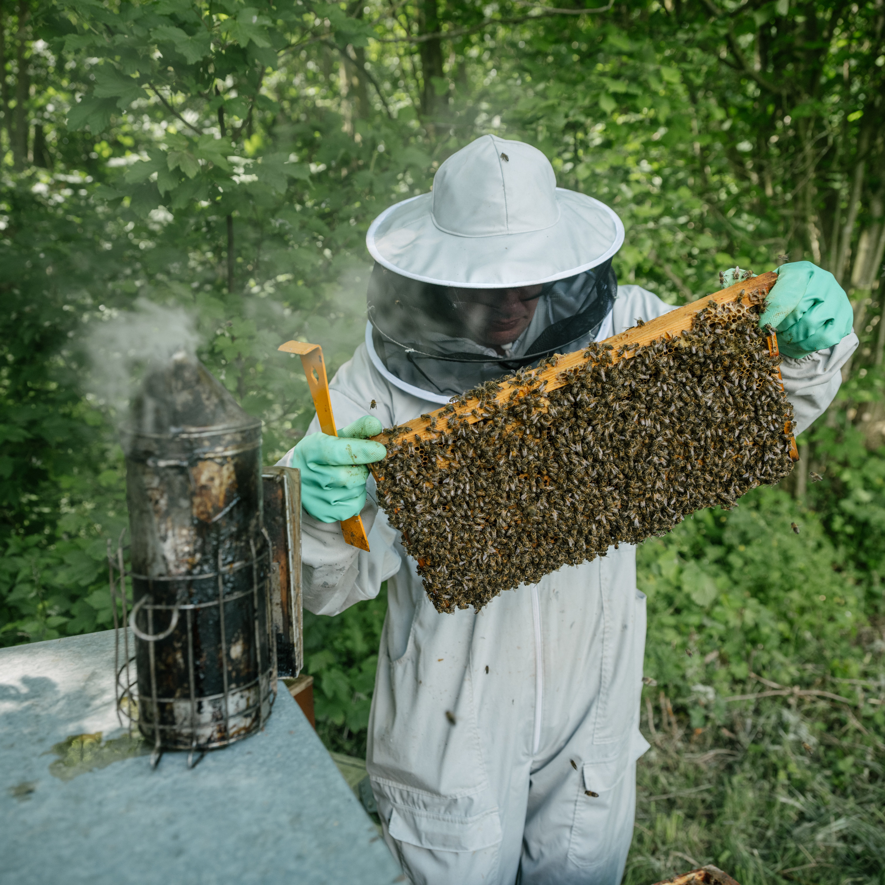 A beekeeper in a white protective suit and mesh veil holds up a wooden honeycomb frame covered in swarming honeybees. A bee smoker sits on a metal hive cover in the foreground amid lush green trees.